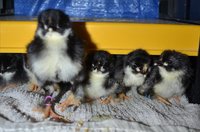 Camera hog strikes again.jpg