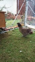 silkie.jpg