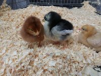 hens.jpg