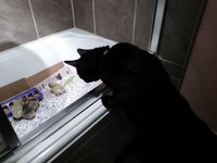2018-03-04.  sid is checking out newbies.jpg