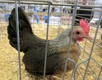 silver duckwing oegb hen.jpg silver duckwing oegb hen.jpg