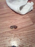 IMG_20180305_184254.jpg