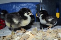 3 Frantic peepers.jpg