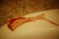 Soft Shell collapse in Chicken.jpg