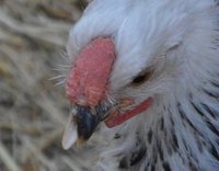Elwoods cross beak close.jpg Elwoods cross beak close.jpg