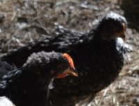 rooster and the hen small.jpg rooster and the hen small.jpg