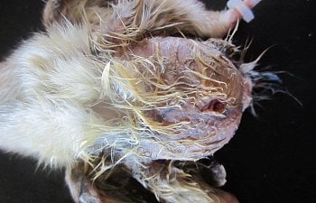 Yolk Sac Infection, aka Omphalitis and Mushy Chick Disease - Graphic Pictures - Under Construction