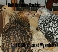 Chickens with breed names Bantams.jpg