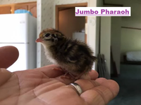Jumbo Chick.png