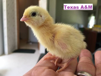 Texas A&M Chick.png