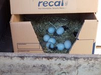 eggs2.jpg eggs2.jpg