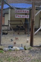 6 weeks in chicken palace small.jpg 6 weeks in chicken palace small.jpg