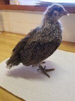 20180310_162649.jpg