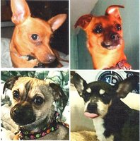 My four little guys, Bacon, Rascal, Lucky & Chico 12 25 2015.jpg