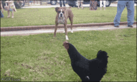 01-funny-gif-240-boxer-dog-vs-chicken.gif