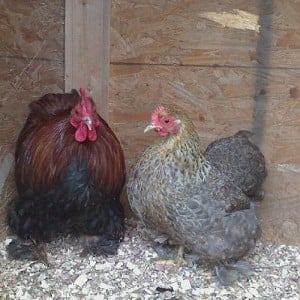 rooster and hen.jpg
