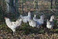 Ameraucana flock.jpg Ameraucana flock.jpg