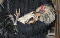 rooster 2.jpg rooster 2.jpg
