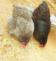 blue & black  Aussie  hens  one  year old.jpg