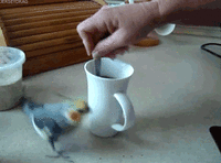 54F88337-BA6F-486C-9209-E9A399D34316.gif