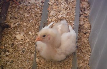 Paisley's Story - How to Help Exhausted Chicks