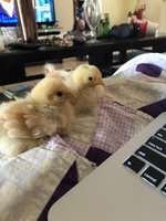 IMG_1989.jpeg
