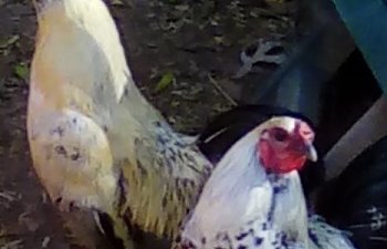 Why You Should Or Shouldn't Have A Rooster In Your Flock