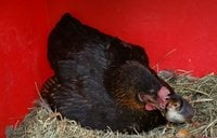 1st.Hatch.Tootie.13Mar18.jpg