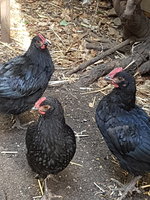 20180314_172139.jpg