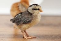 031418_Chickens_15_L.jpg