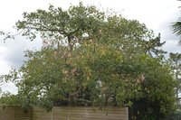 Tree 1.jpg