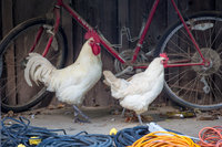 Bresse Chickens (Brigitte & Chloe).jpg