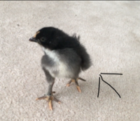 Image-1.png