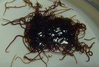 blackworms1.jpg