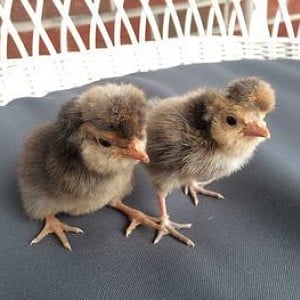 chicks.jpg chicks.jpg