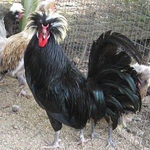 cock.jpg cock.jpg