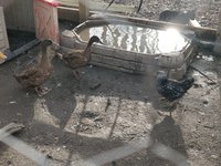 duck2.jpg