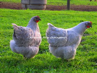 Chickens 10-25-11 040.JPG