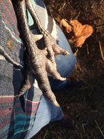 george feet top.jpg george feet top.jpg