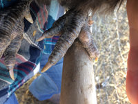 george feet stick.jpg george feet stick.jpg