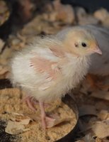 White Coturnix.jpg