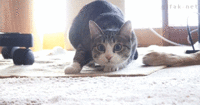 77606954-39BA-492A-A3E8-36B1A8DE2670.gif