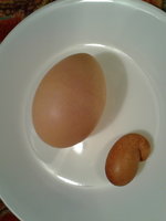 Odd egg 2.jpg
