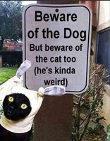 Top-35-Most-funniest-Animal-Memes-7-funny-humor.jpg