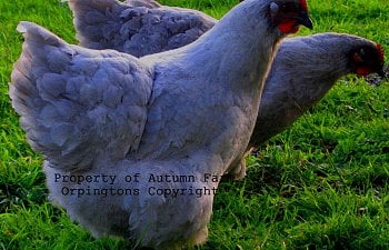 Chickens 10-25-11 042.JPG