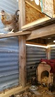 LB.16Mar18.Brooder.jpg LB.16Mar18.Brooder.jpg