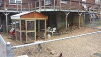 chicken-yard-04.jpg