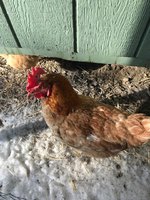 hens.jpg hens.jpg