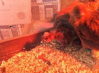 IMG_0593.JPG