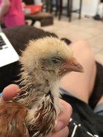 IMG_3135.jpeg